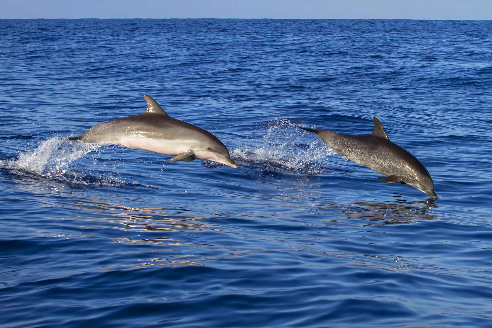 See Dolphins Sea Eagles and other wildlife from Bramble Cottage on the Isle of Skye